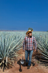 Landscape of agave plants to produce tequila