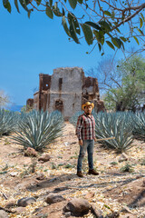 Landscape of agave plants to produce tequila