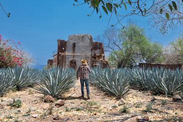 Landscape of agave plants to produce tequila