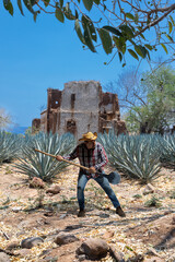 Landscape of agave plants to produce tequila