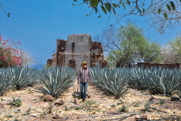 Landscape of agave plants to produce tequila