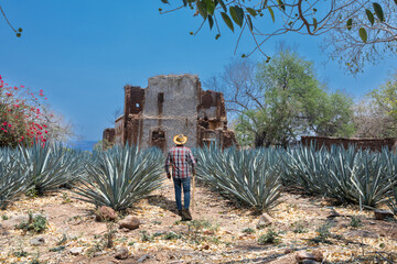 Landscape of agave plants to produce tequila