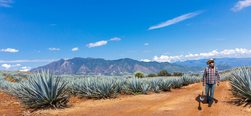 Landscape of agave plants to produce tequila