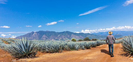 Landscape of agave plants to produce tequila