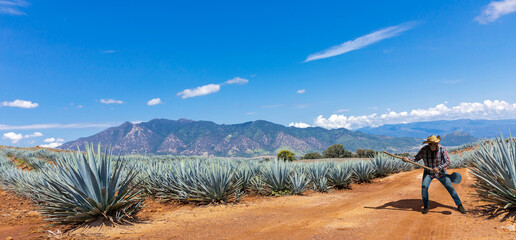 Landscape of agave plants to produce tequila