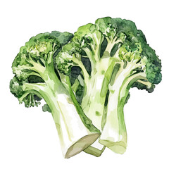 Beautiful sliced broccoli painting design set Hand-painted style, vectorized, vector set available in EPS, Simple Hand-painted watercolor style