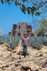 Landscape of agave plants to produce tequila