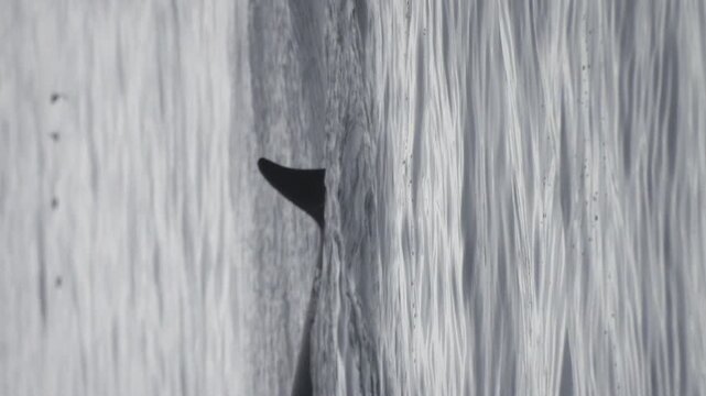 Orca taucht aus dem Wasser auf (Hochformat)