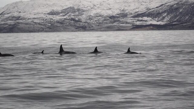 Gruppe von Orcas im Meer