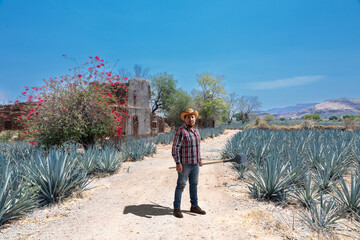 Landscape of agave plants to produce tequila