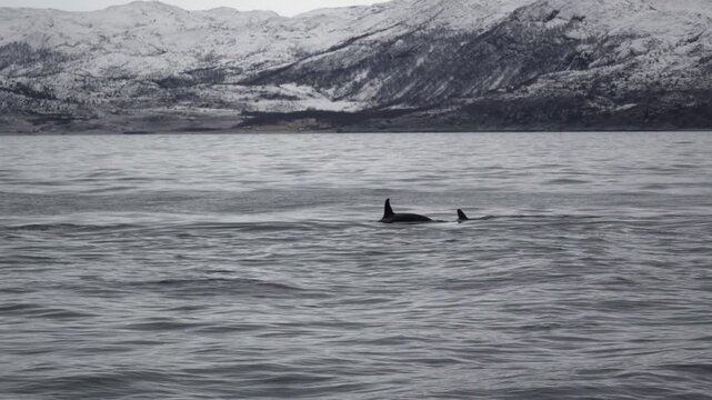Orcas im Meer