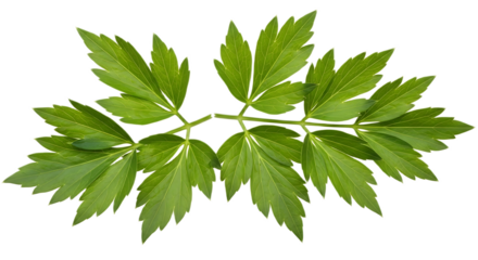 Close up of a green lovage plant stem with multiple leaves against a black background in full focus