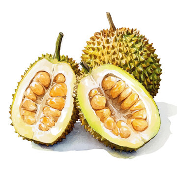 whole and halved cempedak painting design set, Hand-painted style, vectorized, vector set available in EPS, Simple Hand-painted watercolor style