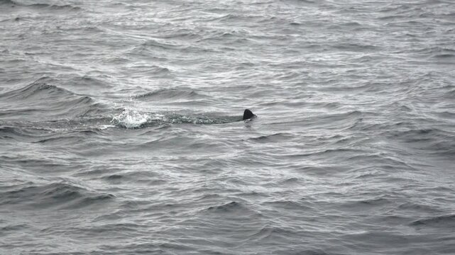 Orca Finne im Meer