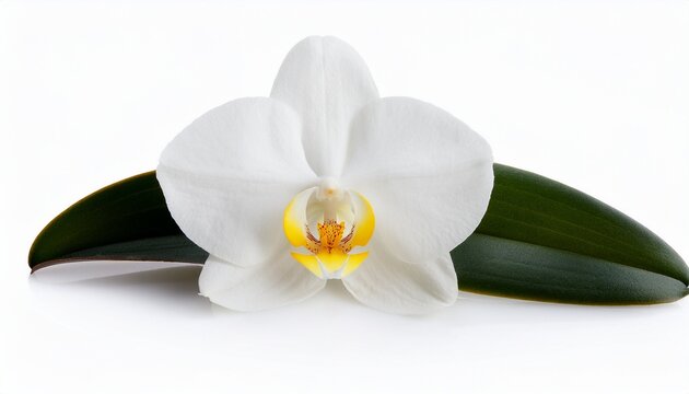 fresh vanilla orchid with delicate white petals and central yellow accent exotic flower isolated on white background