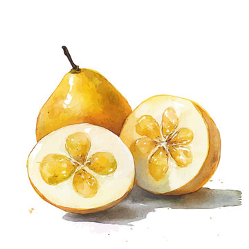 Illustration of marula fruits painting design set, Hand-painted style, vectorized, vector set available in EPS, Simple Hand-painted watercolor style	