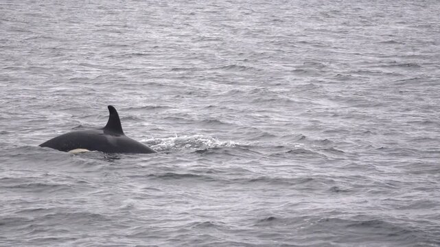 Orca springt aus Wasser