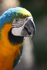 Yellow & Blue Macaw parrot with green background, Roatan, Honduras, Central America.