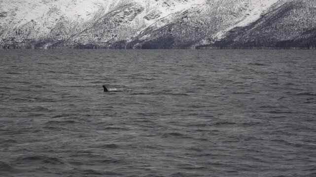 Orcas im Meer