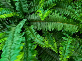 Close up of green fern plant leaves