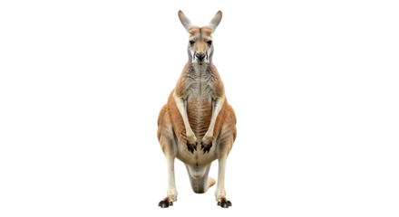 Full body view of a red kangaroo, standing on its hind legs facing forward, isolated on a white or transparent background, cutout, PNG