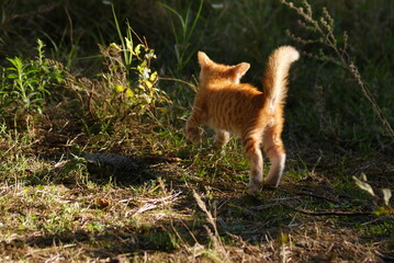 Naklejka premium Interakcja młodego ciekawskiego kociaka z matką