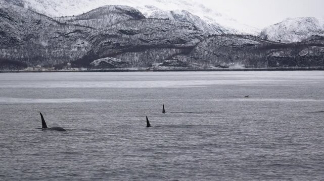 Orcas tauchen aus Wasser auf