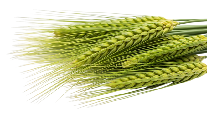 Close up of fresh green barley stalks, with detailed kernels and long awns, isolated on a transparent background, cutout, PNG - Powered by Adobe