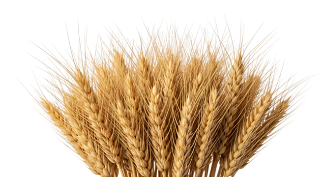 Close up of golden wheat stalks, with detailed texture and fine awns, isolated on a transparent background, cutout, PNG
