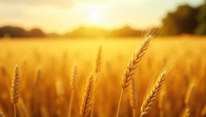 Golden wheat field swaying gently in the summer breeze, bathed in warm sunlight Perfect for backgrounds, textures, or agricultural themes , food, autumn