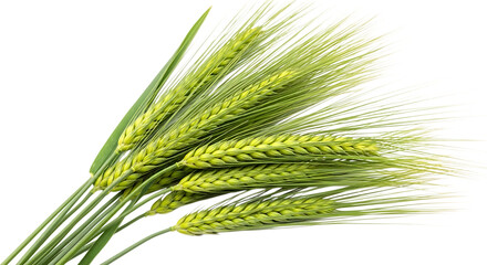 Naklejka premium Bunch of fresh green barley stalks, with detailed awns and grains, isolated on a transparent background, cutout, PNG