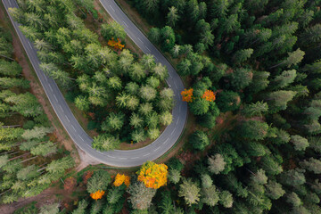 Aerial drone view of a looping forest road surrounded by coniferous and autumn trees © AlexR