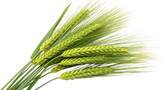 Bunch of fresh green barley stalks, with detailed awns and grains, isolated on a transparent background, cutout, PNG