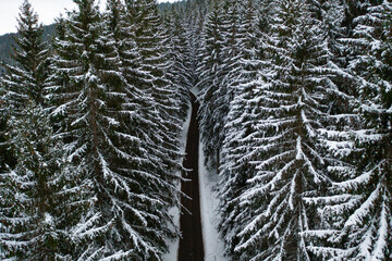 Aerial drone view of a snow-covered road winding through a coniferous winter forest