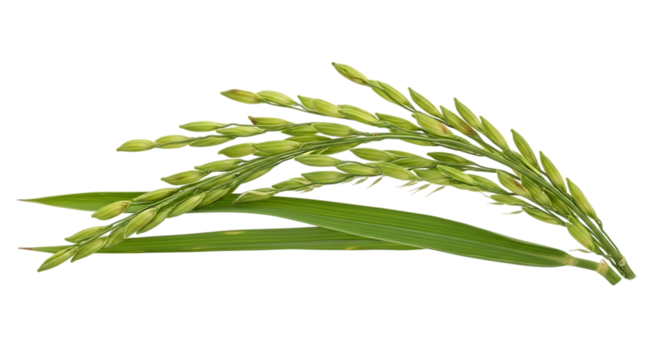 Green unripe rice stalks, with leaves on, isolated on a transparent background, cutout, PNG - Powered by Adobe