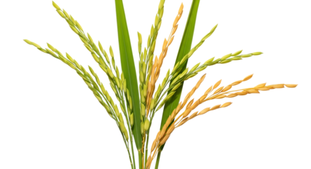 Ripe and Unripe Rice Stalks, with Green Leaves and Golden Grains, isolated on a transparent background, cutout, PNG