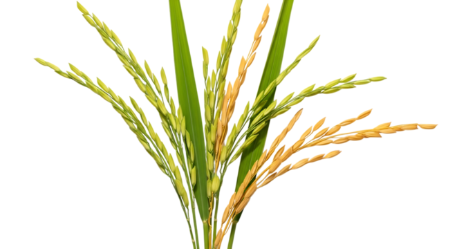 Ripe and Unripe Rice Stalks, with Green Leaves and Golden Grains, isolated on a transparent background, cutout, PNG