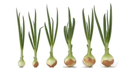 Six green onions, with growing sprouts and roots arranged in a row, isolated on a transparent background, cutout, PNG