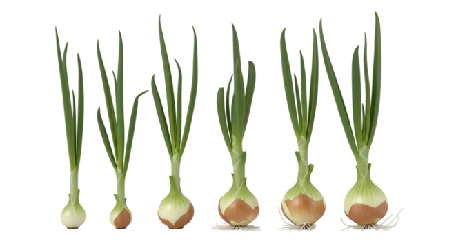 Six green onions, with growing sprouts and roots arranged in a row, isolated on a transparent background, cutout, PNG