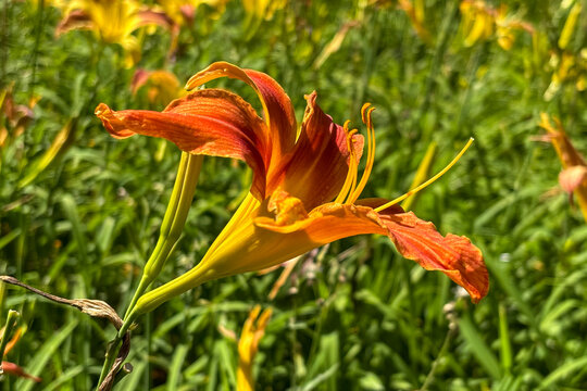 Horizontal close-up of an orange and yellow Daylily (Hemerocallis), with prominent yellow stamens, in sharp focus against a blurred green foliage background under sunlight. - Powered by Adobe