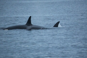 Fototapeta premium Orca im Wasser
