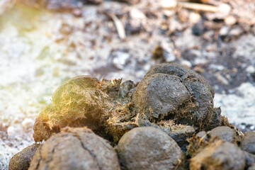 Close up of fresh cow manure on forest soil in natural environment