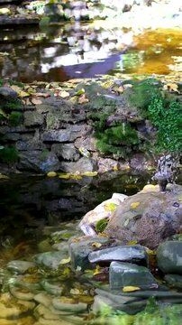Yellow autumn leaves in the pond float in the wind. Trees are reflected in blue water. Autumn on a sunny day in Latvia. Kemeri National Park. High quality 4k footage