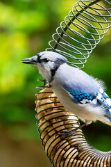 Blue Jay (Cyanocitta cristata) in full profile perched on a pine branch with vibrant fall colors and bokeh. Waukesha County, Wisconsin, late October.