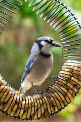 A Blue Jay (Cyanocitta cristata) perfectly framed inside a circular peanut feeder, focusing on a peanut. Waukesha County, Wisconsin, late October.