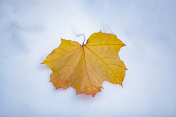 Golden maple leaf resting on fresh snow. A vibrant maple leaf lies on a smooth snowy surface, symbolizing the quiet transition between autumn and winter.