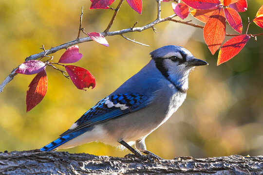 Blue jay with backlit autumn leaves.