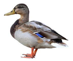 mallard duck isolated on white background