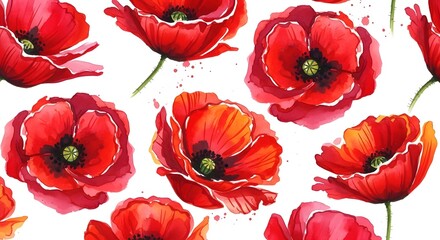 red tulips isolated on white