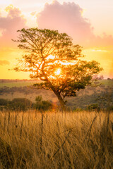 A solitary tree silhouetted against the sunset in a field at a farm in Goias, Brazil